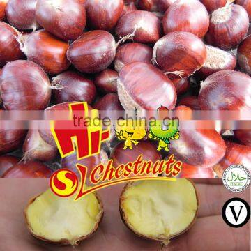 New Crop Chinese Chestnuts s--Organic Fresh Chestnut for sale