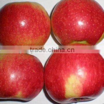 High Quality Chinese Red Star Apple Best Price Red Star Apples Sweet and Fresh Red Star Apples photo-2