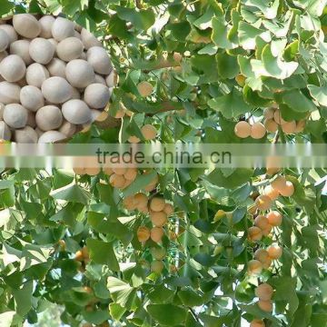 High Germination Ginkgo Seed Tree Seeds For Planting