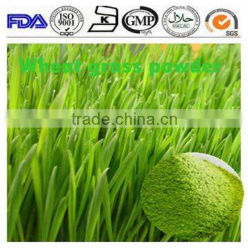 ISO 13 years factory supply Fresh organic Wheat grass powder