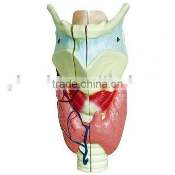Human Larynx