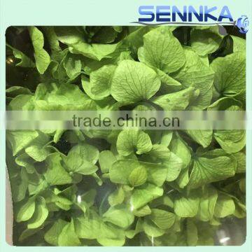 Best selling natural processing type preserved flowers Preserved Annabelle Hydrangeas