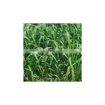 Best Quality Hybrid Sorghum Sudan Grass Seeds