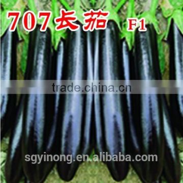 High yield anti TWV strong growth eggplant seeds hybrid eggplant seeds 707 F1