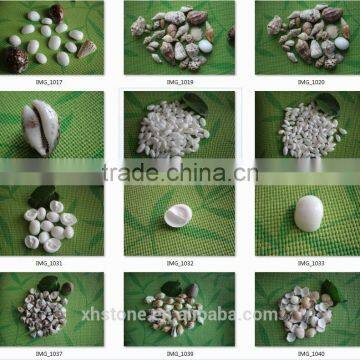 Natural Decotative Semicassis Inornata Seashell for Sale