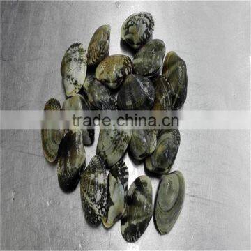 Frozen Vacuumed Short Necked Clam Cheap Pirce For Sale photo-2