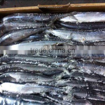 frozen pacific saury #3 #4