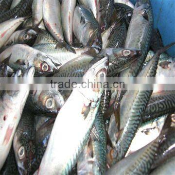 high quality and well taste frozen fish and seafoods