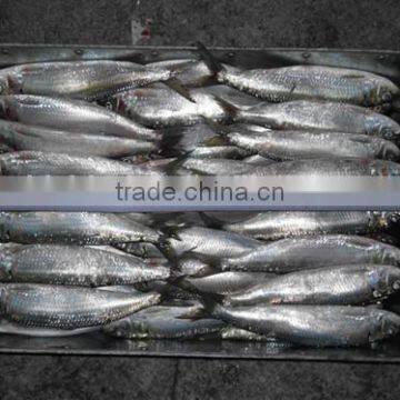 Land Frozen Sardine for Bait Hot Sale photo-2