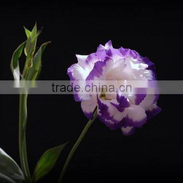 Fresh Cut Flower Eustoma Wedding Decorations Lisianthus With 0.8KG/Bunch Wholesale From Yunnan