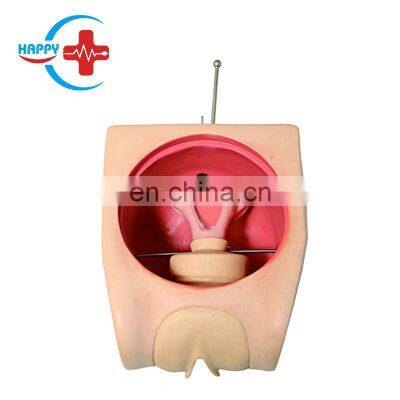 HC-S324 Advanced family planning education uterus teaching model for sale