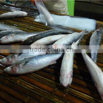 Frozen Grey Mullet Whole Round 600-1000g