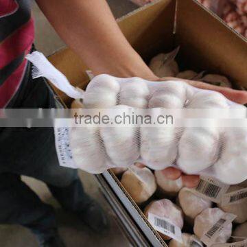 Purple Garlic Supplier Wholesale Garlic