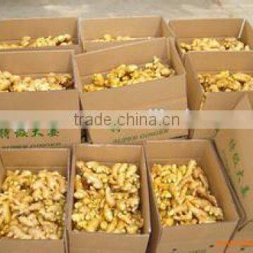 New crop chinese fresh mature ginger with high quality