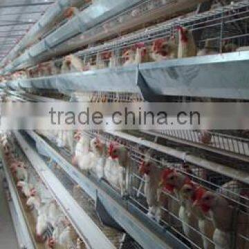 Focus industry design layer chicken cages layer and broiler with drinking line and fodder line