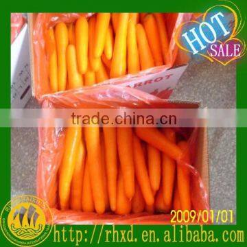 fresh australian carrots