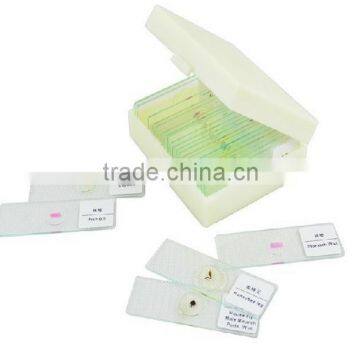 Human Oral Histology Pathology Prepared Slides Set photo-3