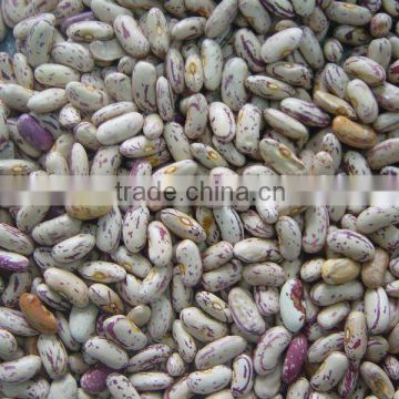 LIGHT SPECKLED KIDNEY BEANS,LONG SHAPE,PINTO BEANS