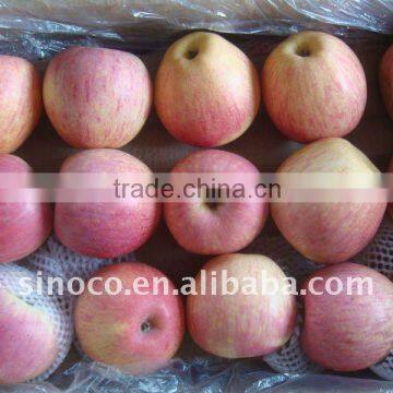 2015 Crop cold store Red Fuji Apple