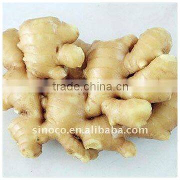 Fresh Ginger export