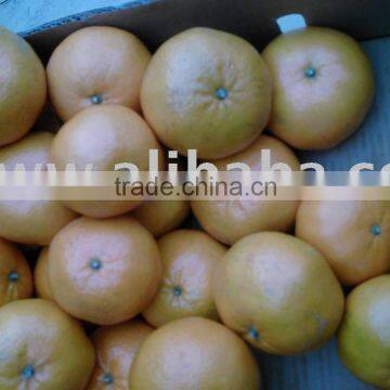Best Kinnow from Pakistan