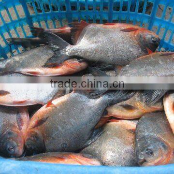 China origin frozen black pomfret 500-1000g IQF