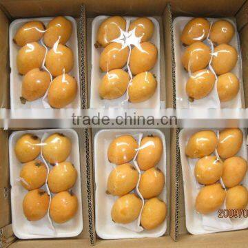 Fresh loquat