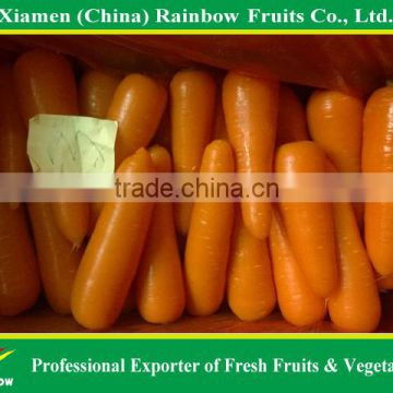 The best Chinese carrot 316 series from xiangan area