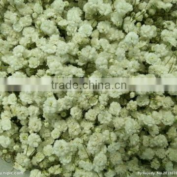 2014 Bulk Flower Seeds Gypsophila paniculata Babys breath Seeds For Growing