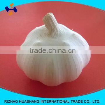 good quality pure white fresh garlic size4.5cm