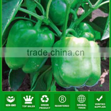 NSP15 Jiayou High yield sweet green pepper seeds