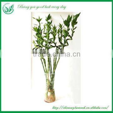 Dracaena Spiral Lucky Bamboo