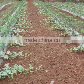 Early Maturity Anti-crack Good Commodity Super Jingxin Melon Seeds photo-3