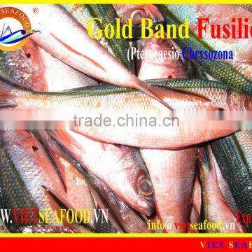 FROZEN GOLD BAND FUSILIER photo-2