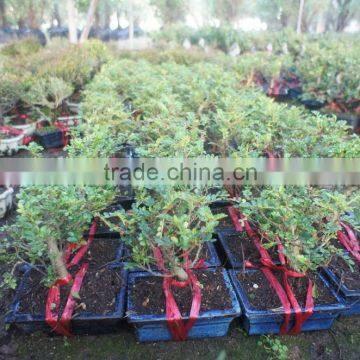 Zanthoxylum Odorum Bonsai Ball Shape photo-3