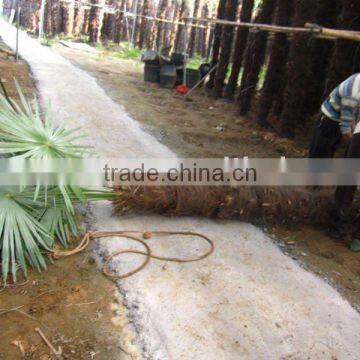 fortunei windmill palms