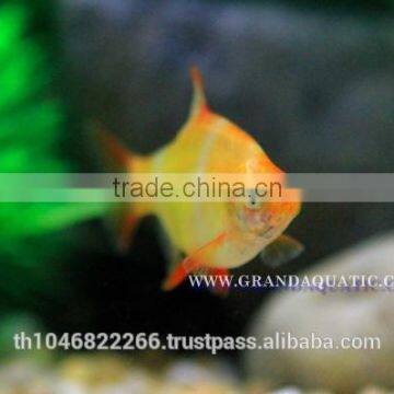 Golden Tiger Barb Fish For Sale and Export photo-2