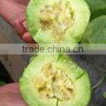 Planting hybrid muskmelon seeds Green baby