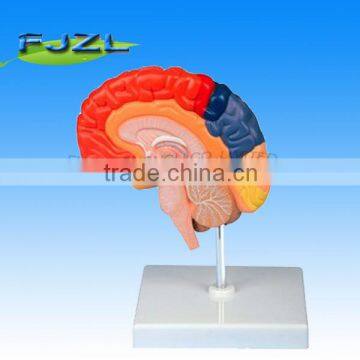 human Neuro-Anatomical Brain modelwith 4part