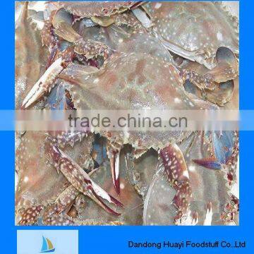 IQF frozen cutted swimming crab for sale