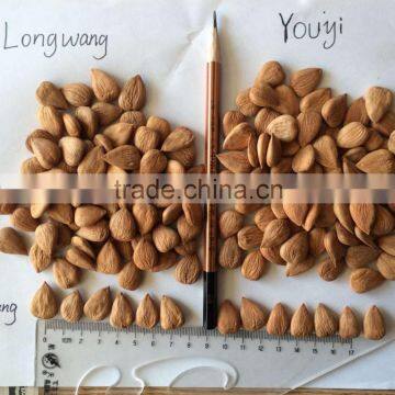 Supply Bulk Sweet Apricot Kernels With Youyi Type photo-6
