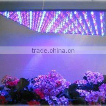 80w High quality red and Blue leds with US EU AU adapter and rope square panels sale led indoor growing light