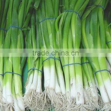 Fresh Spring Onion