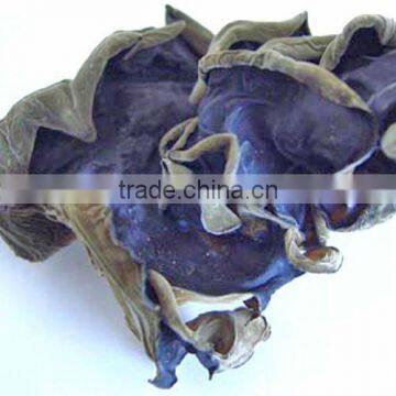 Fruiting Body Extract Agaricus Blazei Power