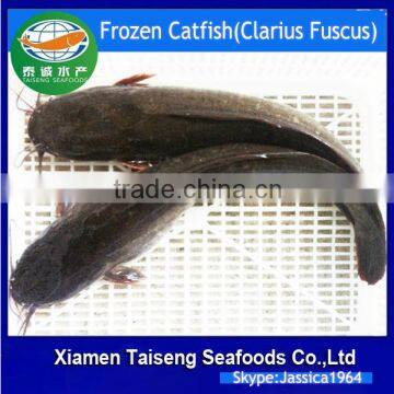 Farming Raised Frozen Catfish Wholesale Price