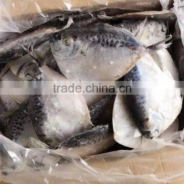 Chinese Frozen Moon Fish For Sale