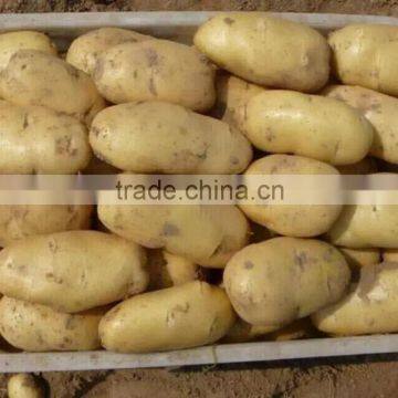 Fresh Holland Potato Bulk on Hot Selling