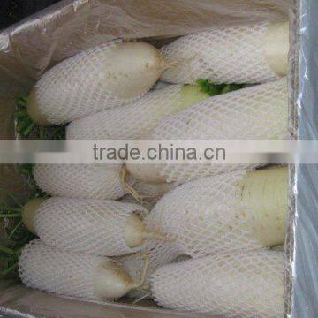 Wholesale White Radish on Sale photo-5