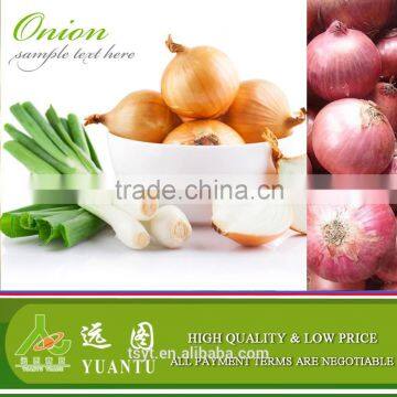 Export Quality Fresh Red Onion photo-6