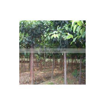 Ficus Altissima